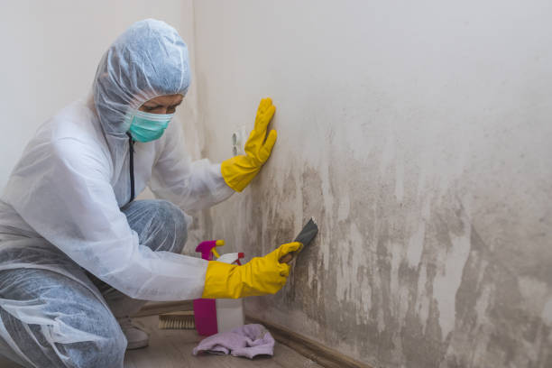 Best Residential Mold Remediation in Fairport, NY