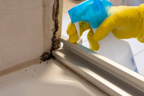 Best Kitchen Mold Remediation in Fairport, NY