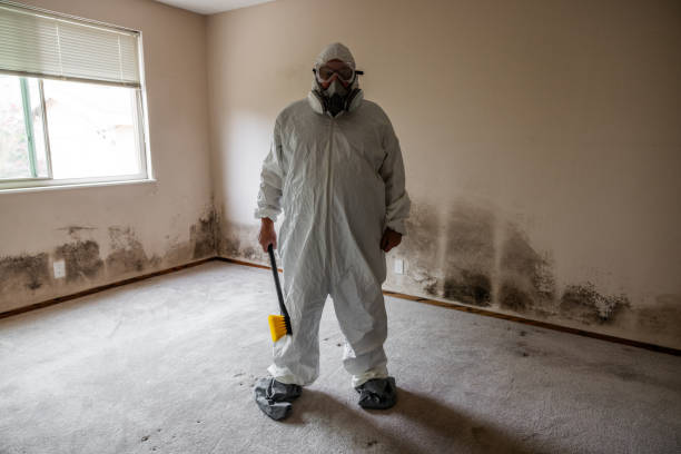 Best Post-Flood Mold Remediation in Fairport, NY
